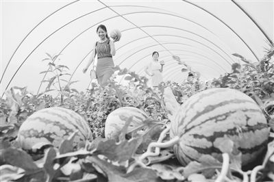 科技賦能，模式創(chuàng)新 牧原食品現(xiàn)代化高效農(nóng)業(yè)示范園的技術(shù)推廣之路